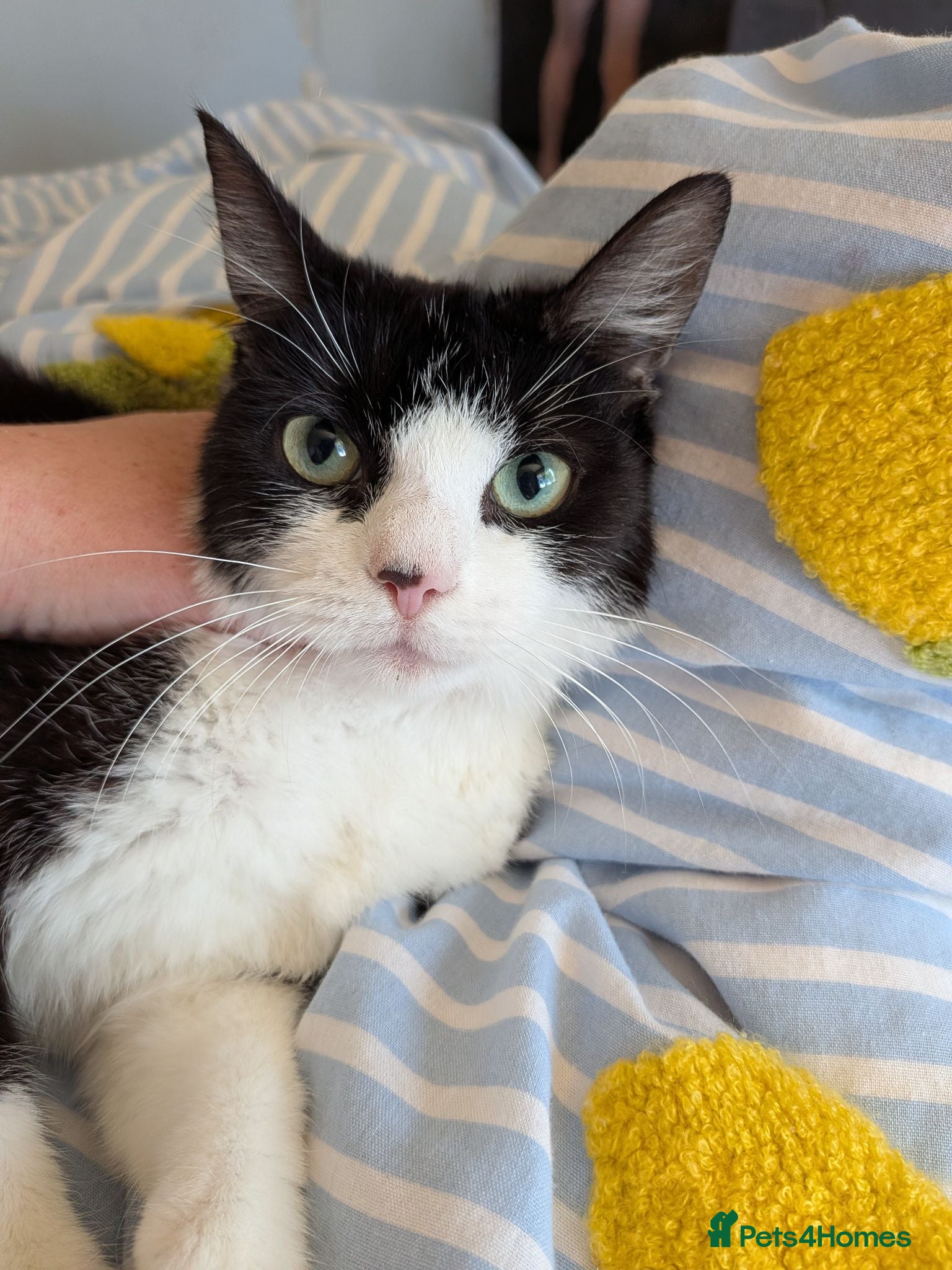 Mixed Breed cats Beautiful kittens 2 male 3 girls - Advert 1