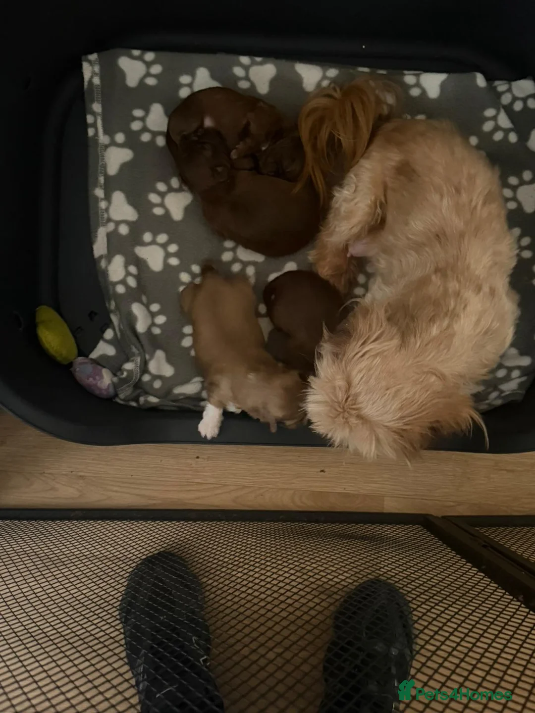Shih Tzu dogs for sale: karashishi shih tzu  - Advert 2