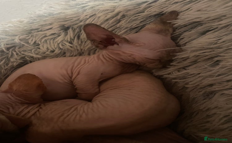 Sphynx cats - Advert 2