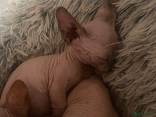 Sphynx cats - Advert 12