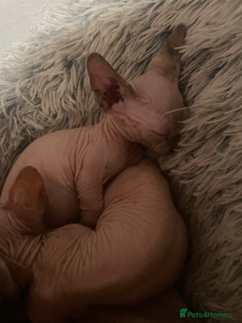 Sphynx cats - Advert 5
