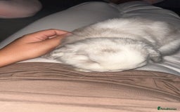 Mini Lop rabbits for sale: Mini lop bunny - Image 4