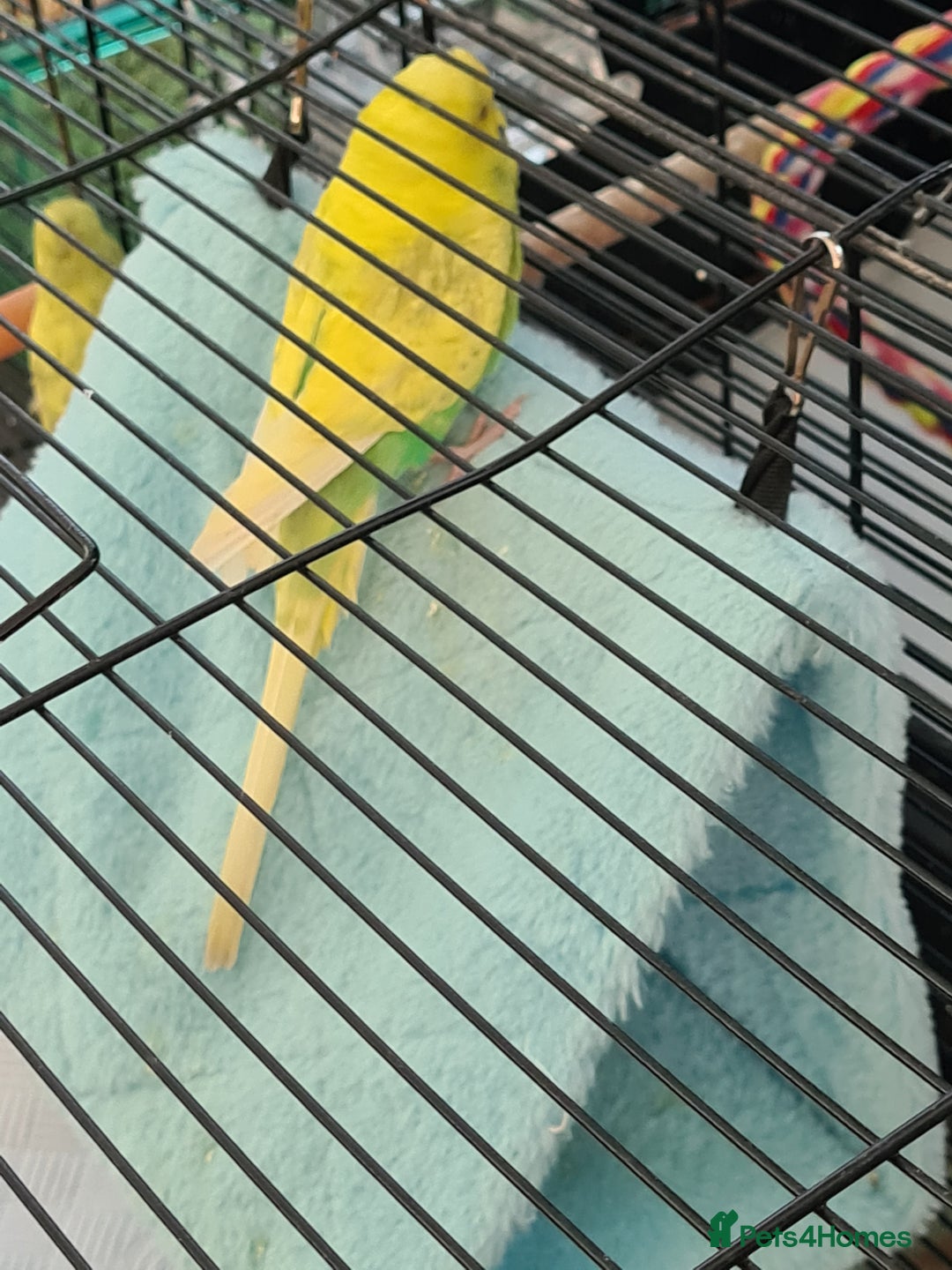 Budgerigars birds for sale: 4 X YOUNG BUDGIES COMPLETE WITH CAGE  - Advert 5