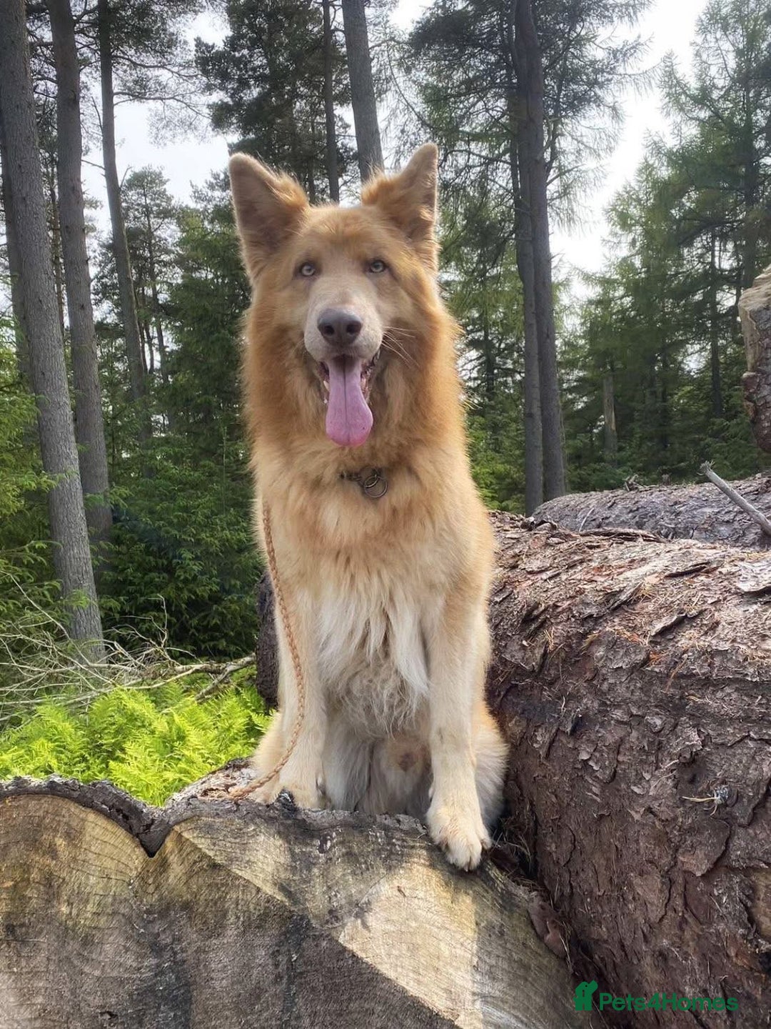German Shepherd dogs for stud: Isabella & tan German shepherd stud dog - Image 4