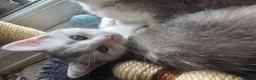 Scottish Fold cats for sale: Last one available! Female Scottish fold straight. - Advert 4