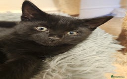 Mixed Breed cats for sale: 3 playful kittens  - Image 5