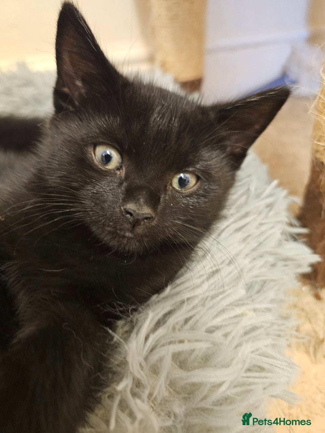 Mixed Breed cats for sale: 3 playful kittens  - Image 5