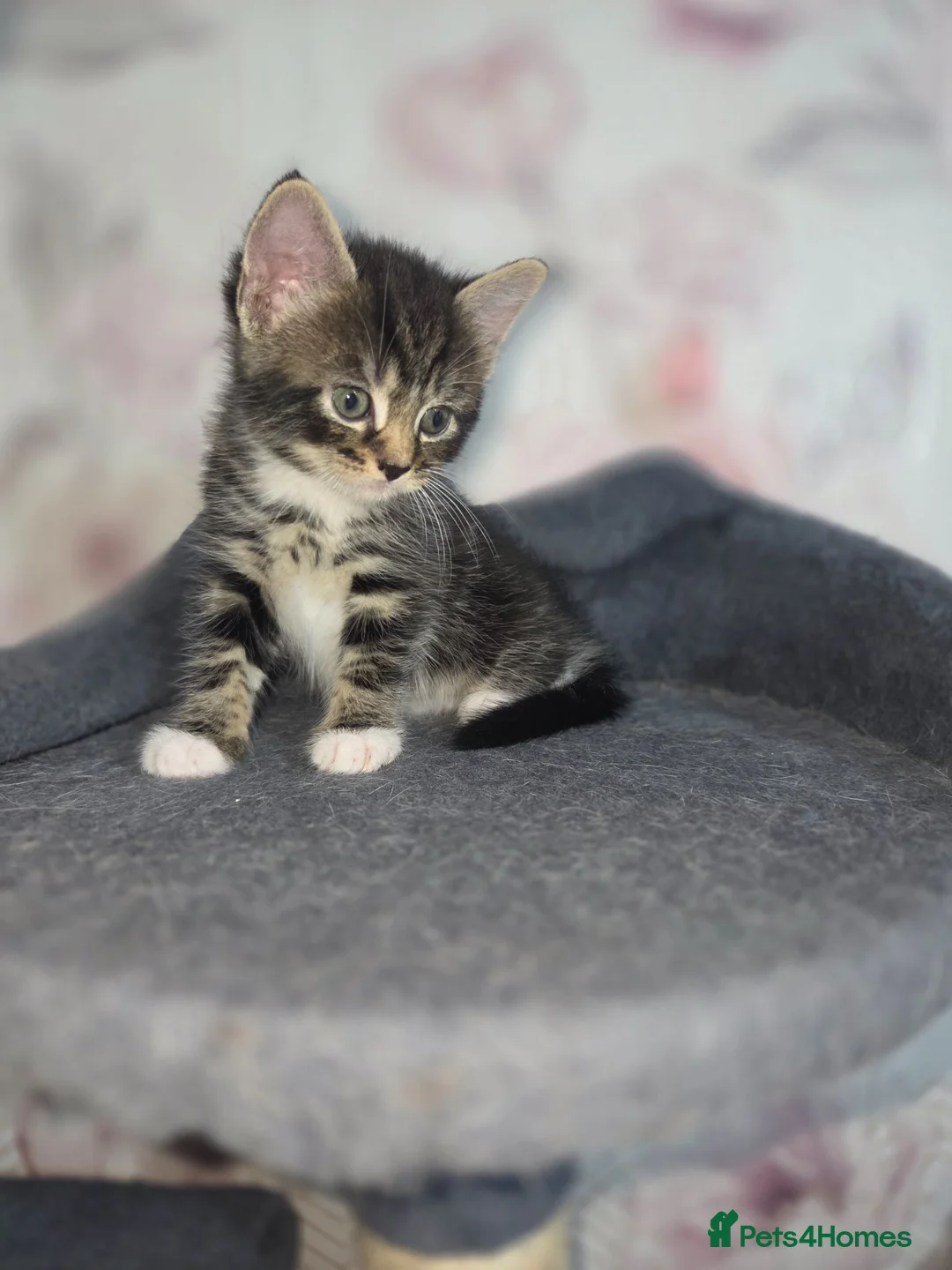 Mixed Breed cats for sale: Kittens looking for their forever homes - Advert 11