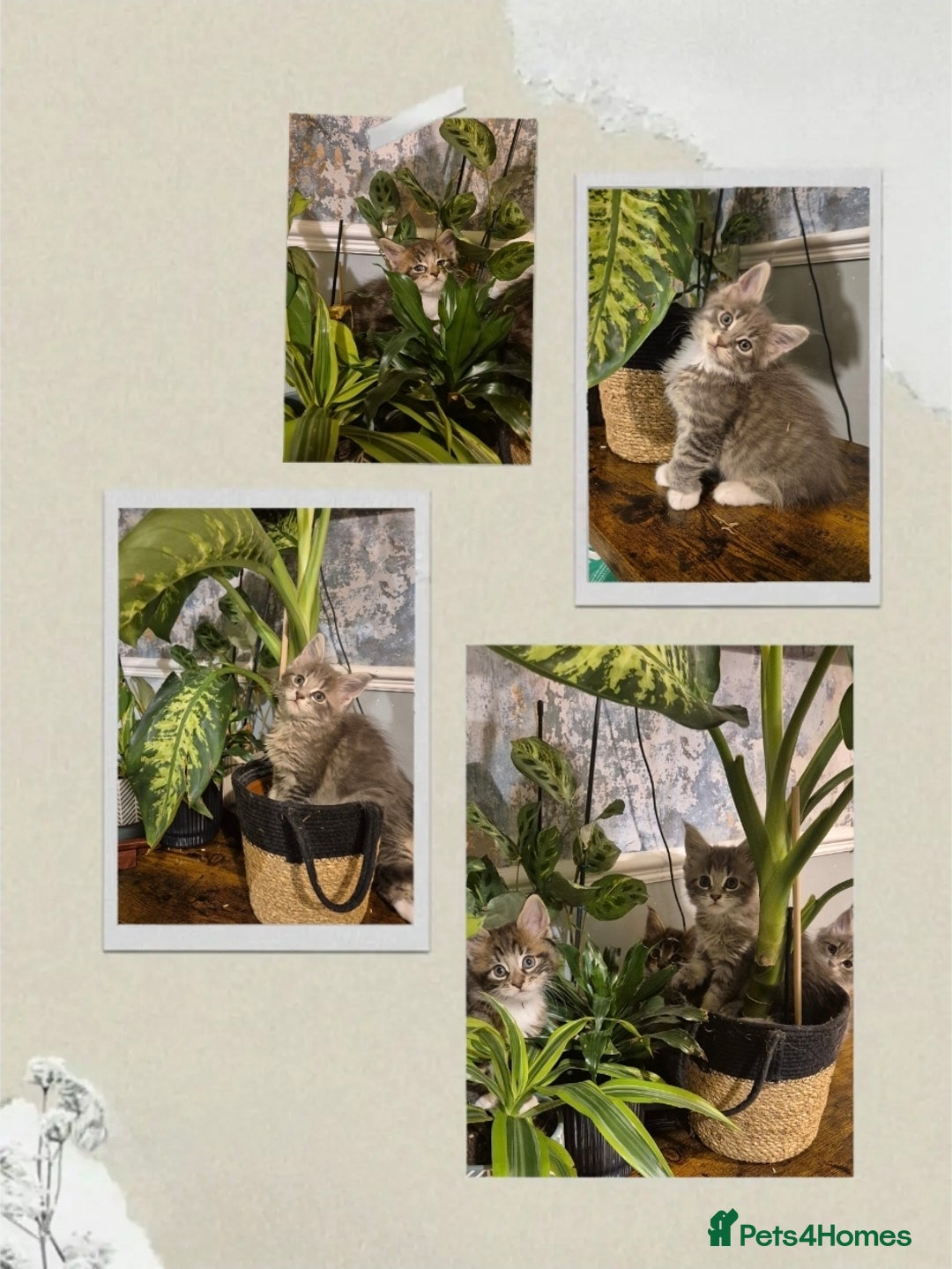 Maine Coon cats for sale: GCCF registered Pedigree Maine Coon Kittens - Advert 36