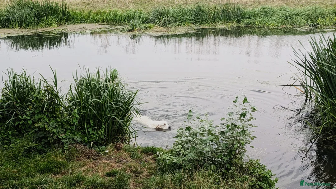 Golden Retriever dogs for stud: Gorgeous KC registered golden retriever Stud,  - Advert 17