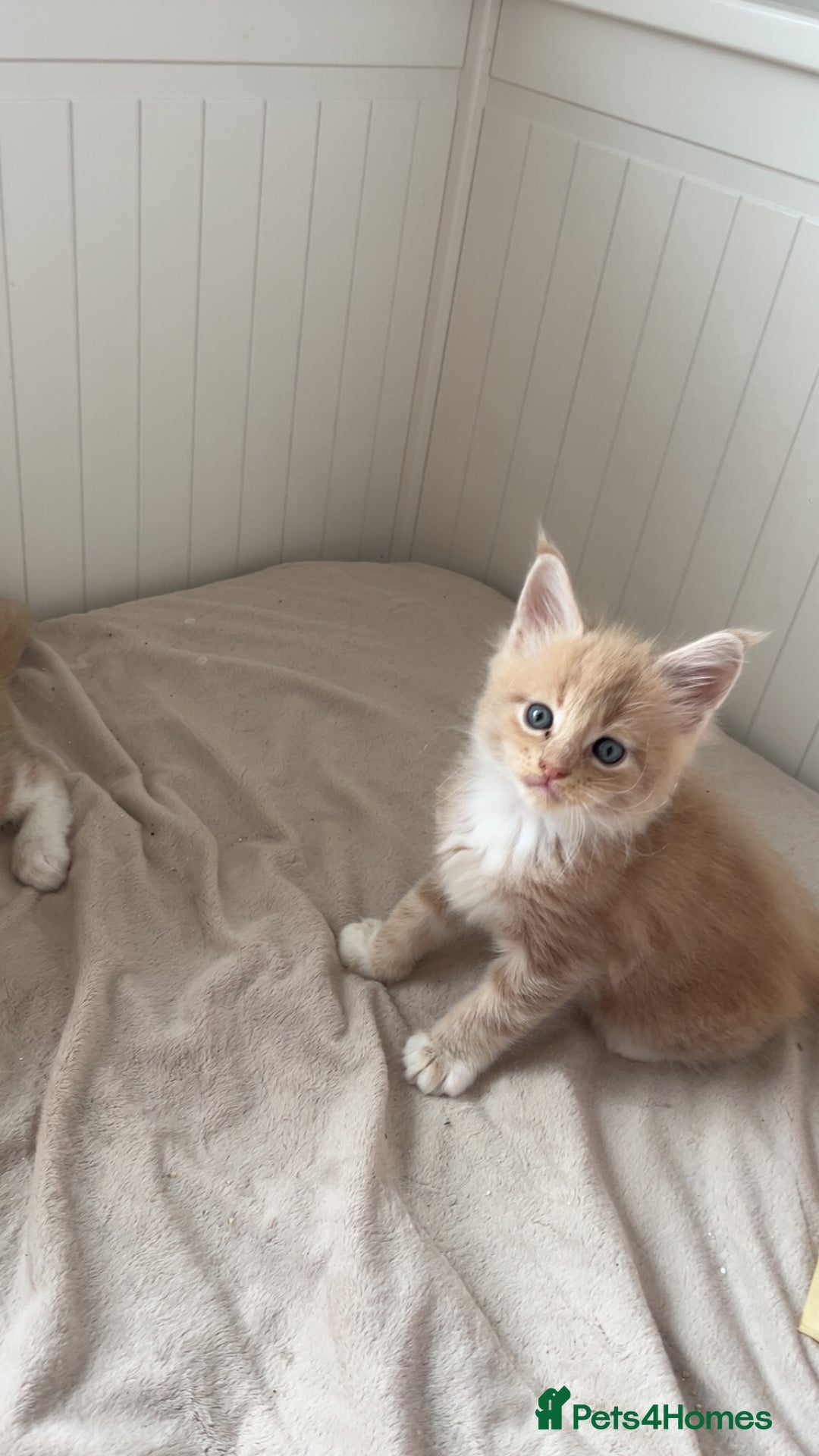 Maine Coon cats for sale: Tica Registered Maine coon kittens (one poly)  - Image 7
