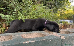 Labrador Retriever dogs for sale: QUALITY HEALTH TESTED KC LABRADOR PUPPIES  - Image 8