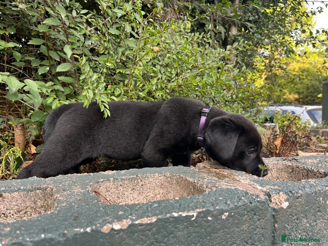 Labrador Retriever dogs for sale: QUALITY HEALTH TESTED KC LABRADOR PUPPIES  - Image 8