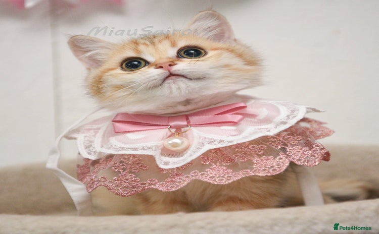 British Shorthair cats - Advert 11