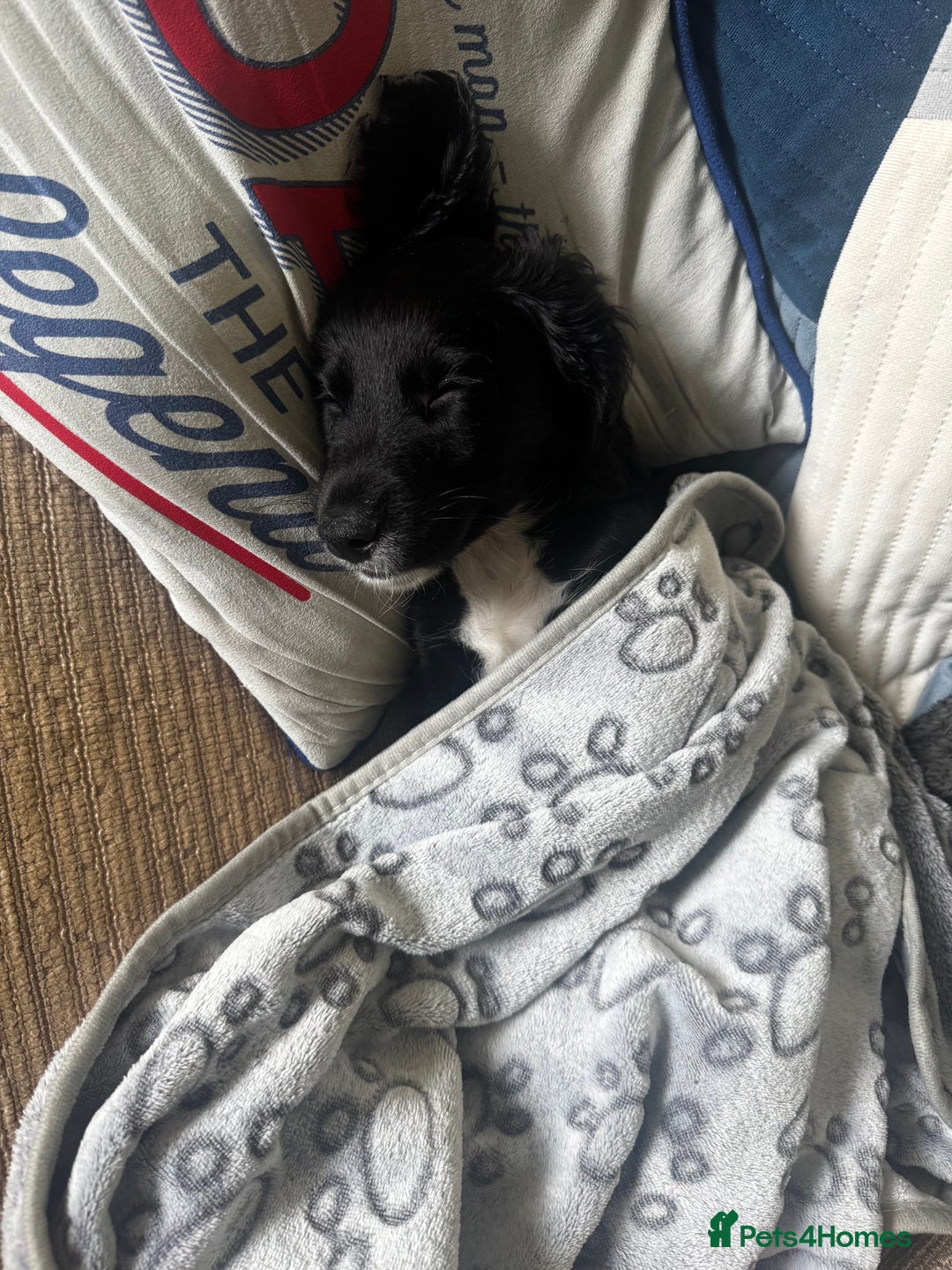 Mixed Breed dogs for sale: Cockapoo x springer spaniel - Image 3