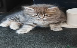 British Shorthair cats for sale: British Shorthair x - Image 5