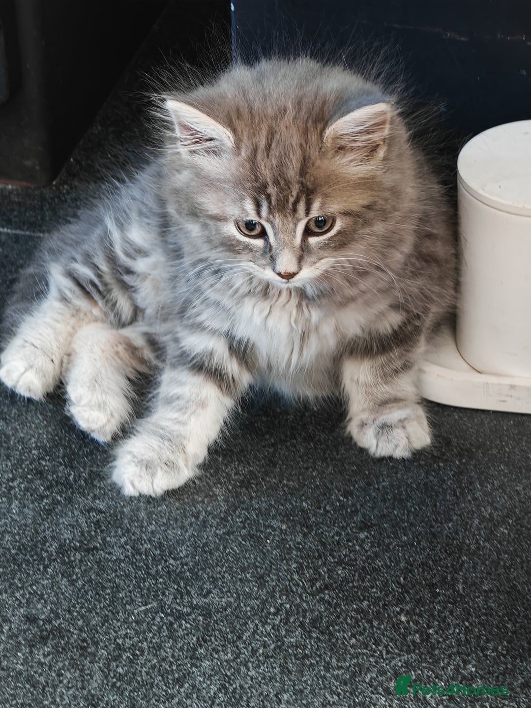 British Shorthair cats for sale: British Shorthair x - Image 5