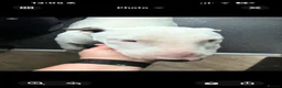 English Bull Terrier dogs for sale: 5 MONTH OLD English bull terrier  - Advert 3