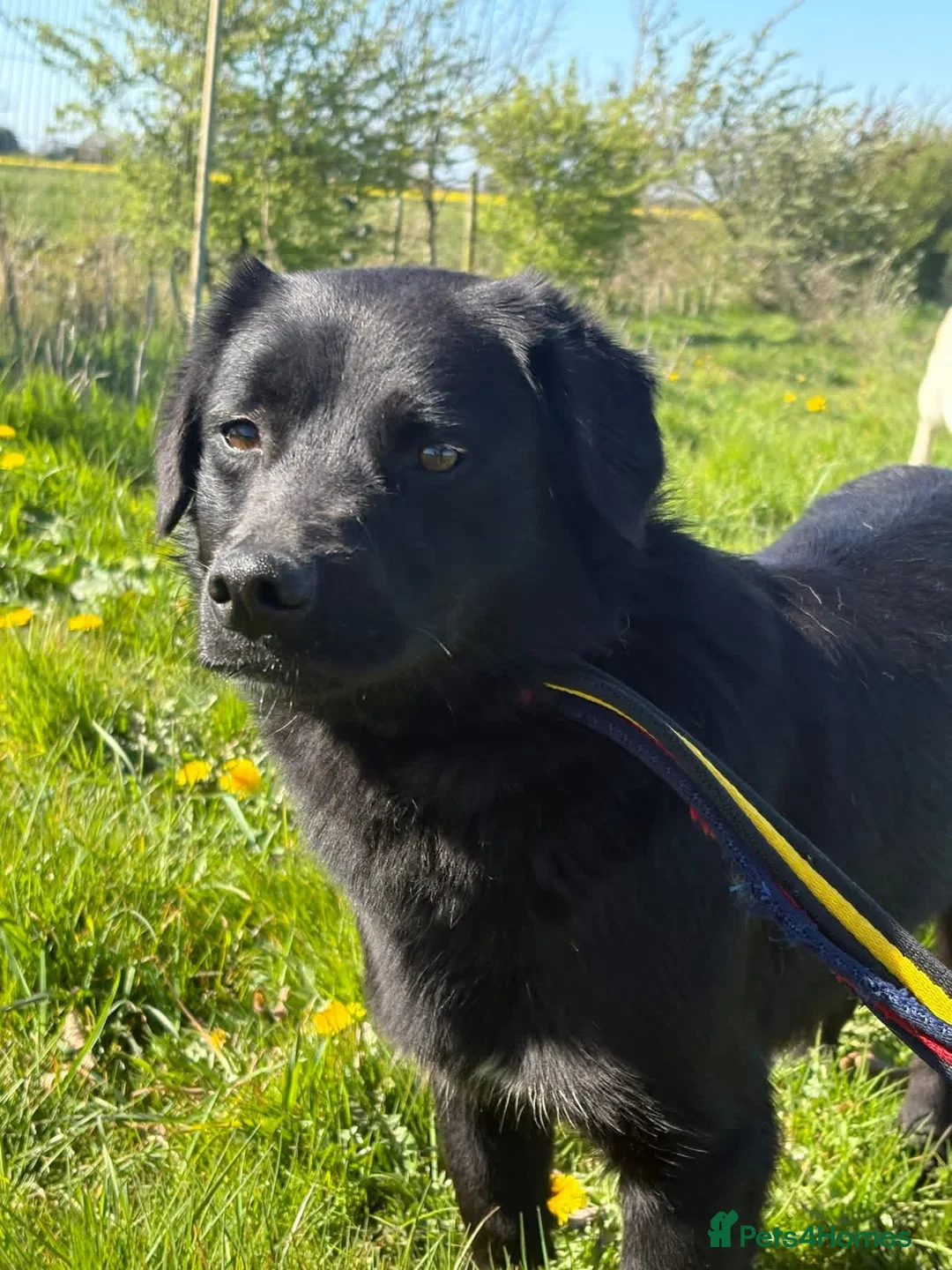 Mixed Breed dogs for adoption: Dante - Norwich Norfolk  - Advert 2