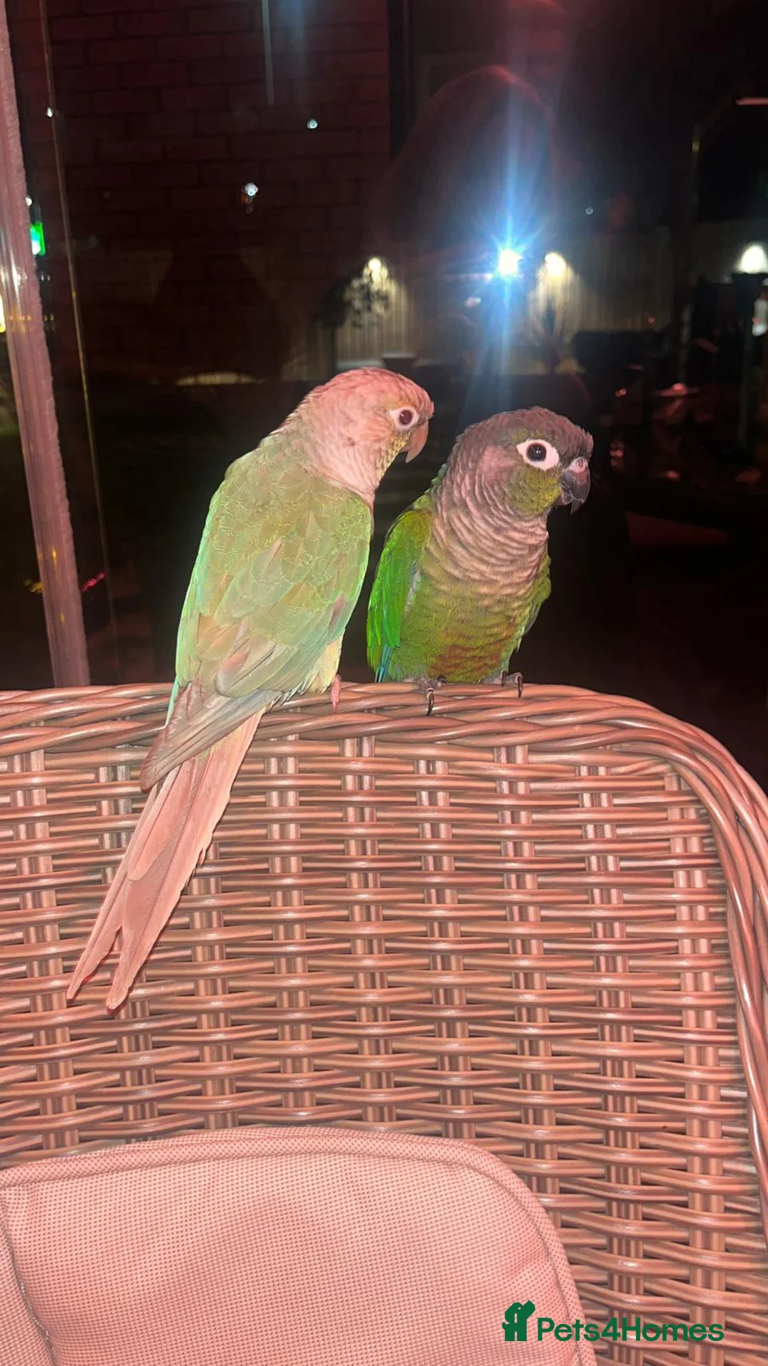 Conures birds for sale: Conure for sale with cage and toys - Advert 5