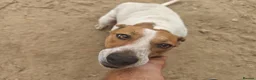 Mixed Breed dogs for adoption:  🚨 A Home For Bebe ❤️  - Advert 5