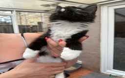 Maine Coon cats for sale: Maine coon kittens - Image 6