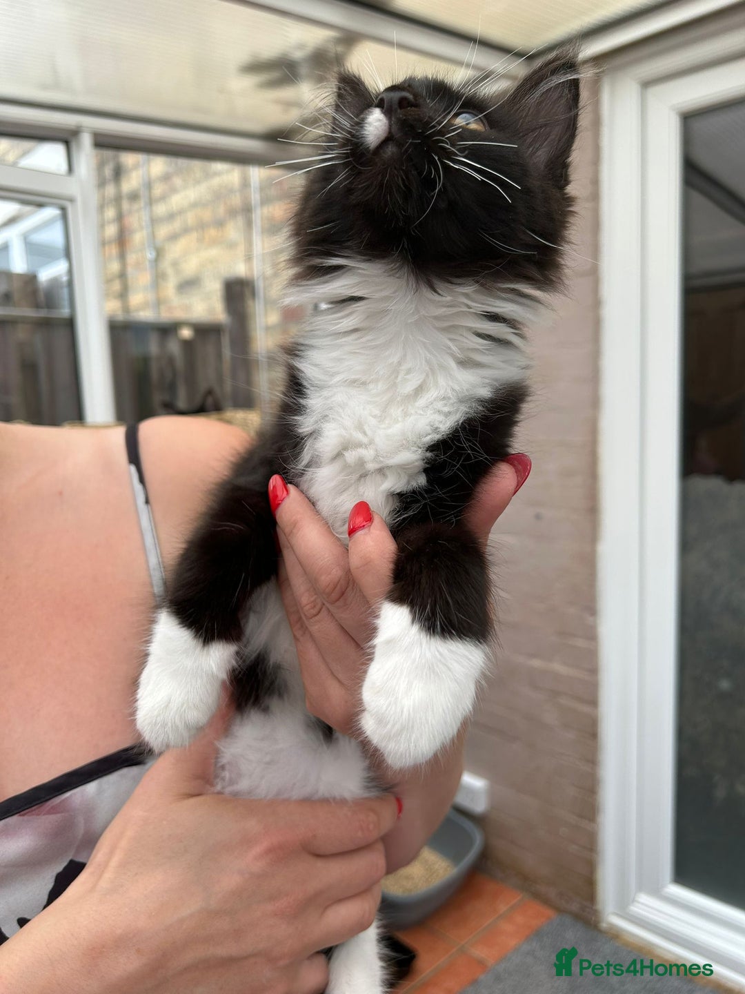Maine Coon cats for sale: Maine coon kittens - Image 6