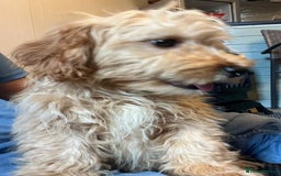 Cavachon dogs for sale: Cavavapoochon boy  - Image 5