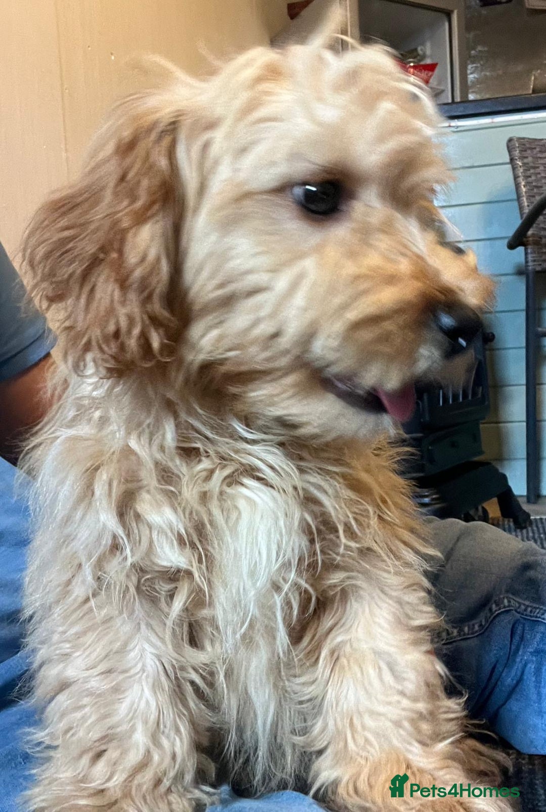 Cavachon dogs for sale: Cavavapoochon boy  - Image 5