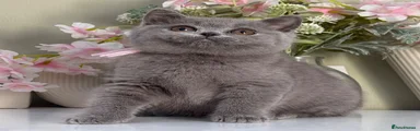 British Shorthair 3