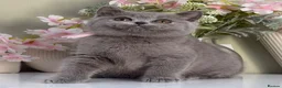 British Shorthair cats for sale: Gorgeous British Kittens - Advert 27