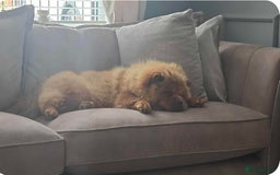 Chow Chow dogs for sale: 1 yr (almost) Female chow - Trained - Image 3