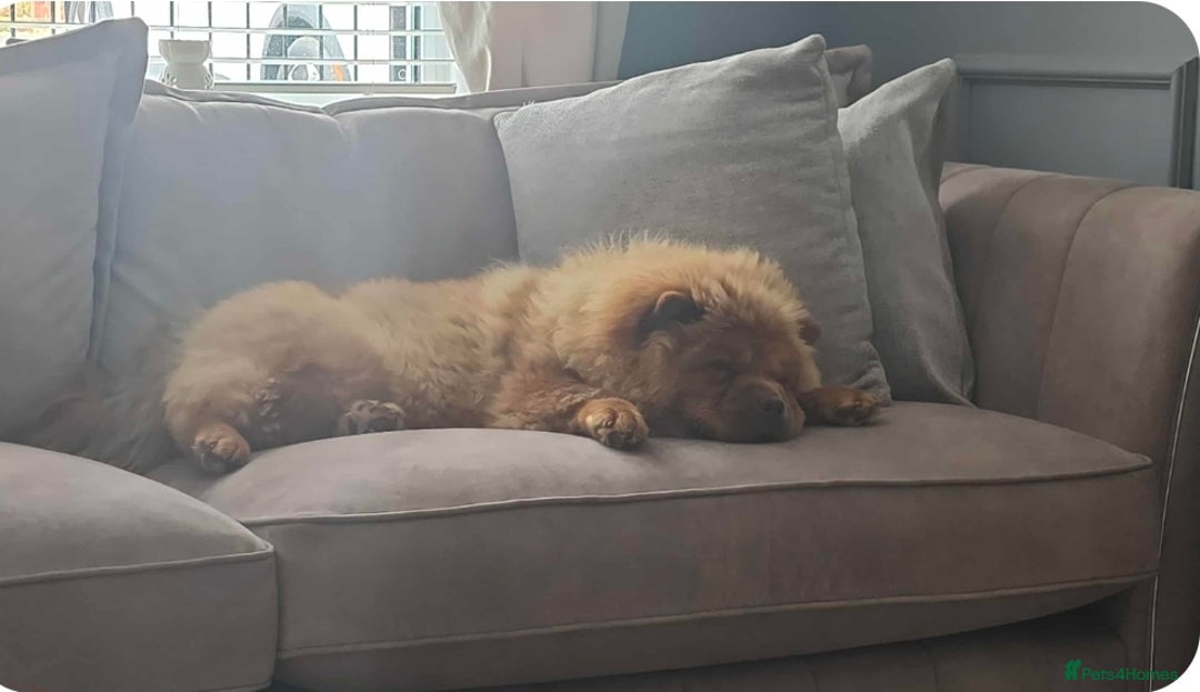 Chow Chow dogs for sale: 1 yr (almost) Female chow - Trained - Image 3