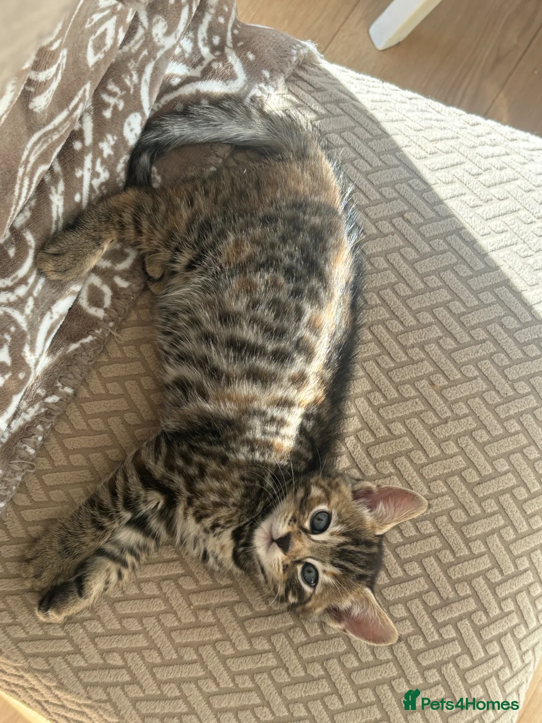 Bengal cats for sale: Stunning bengal kittens  - Advert 8