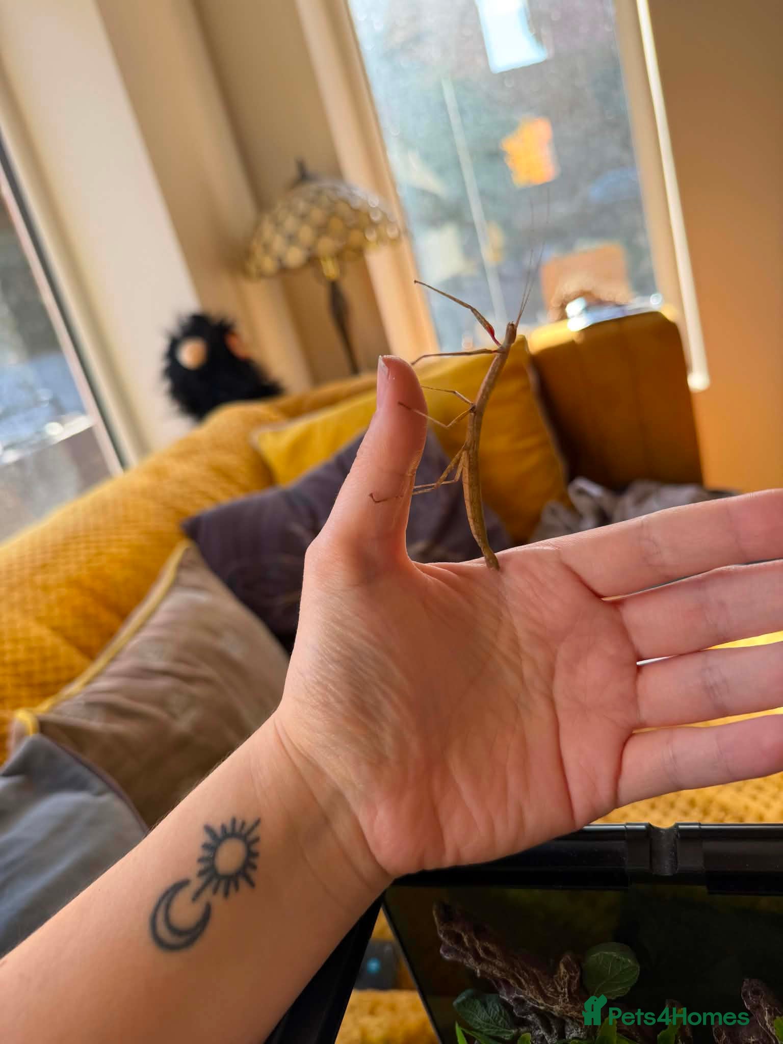 Stick Insects invertebrates Indian Stick Insects with or without Enclosure  - Advert 4