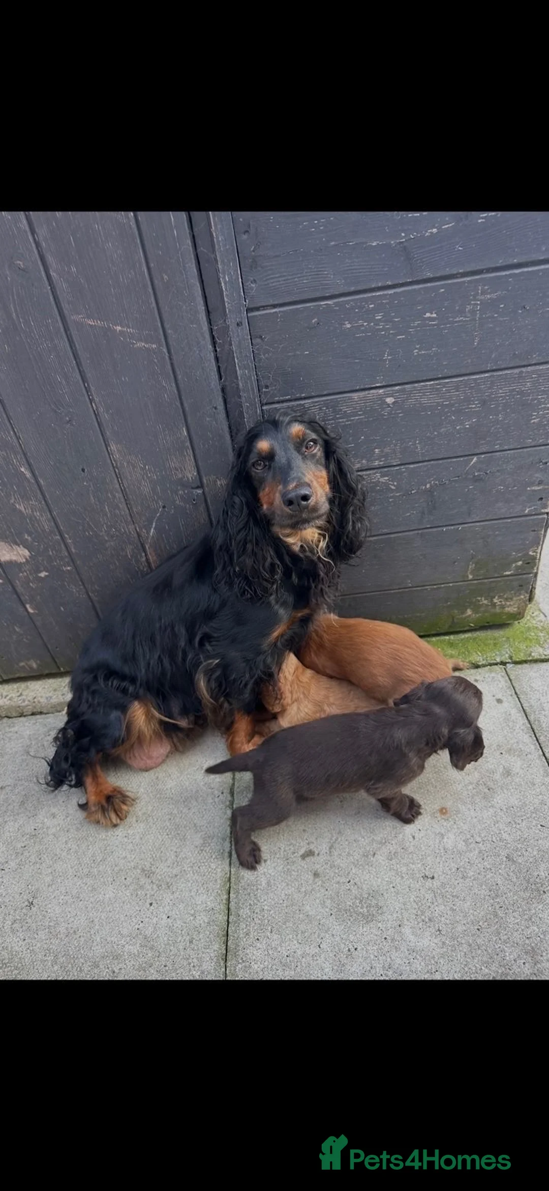 Cocker Spaniel dogs for sale: Pedigree Cocker Spaniel puppies  - Advert 2