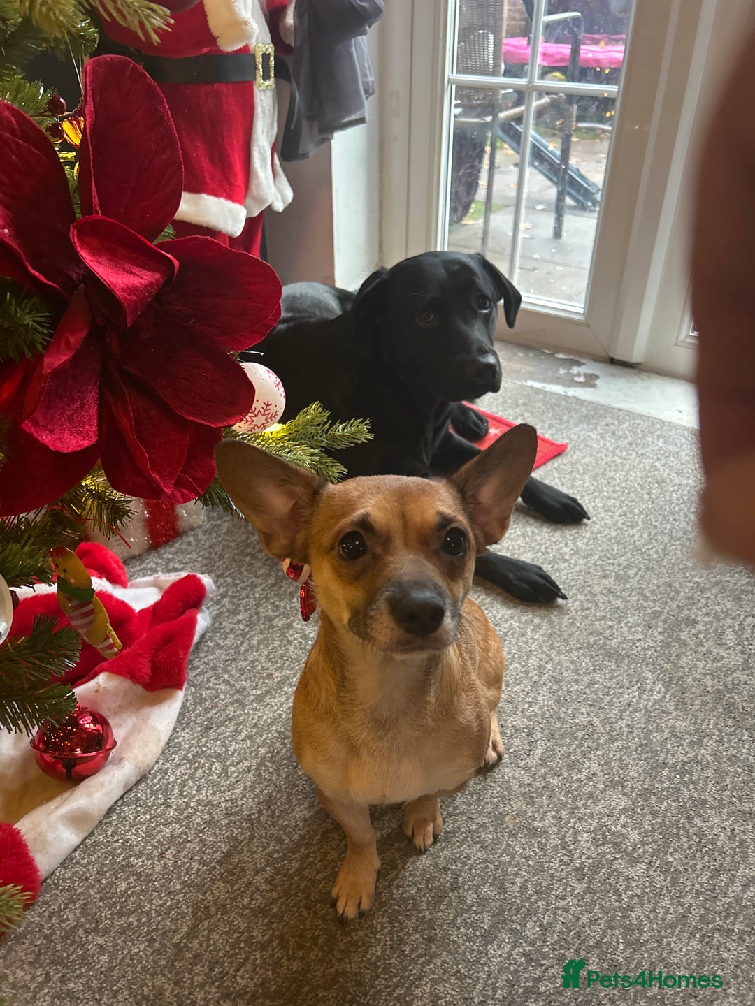 Mixed Breed dogs for sale: Beautiful female jackchi - Advert 4