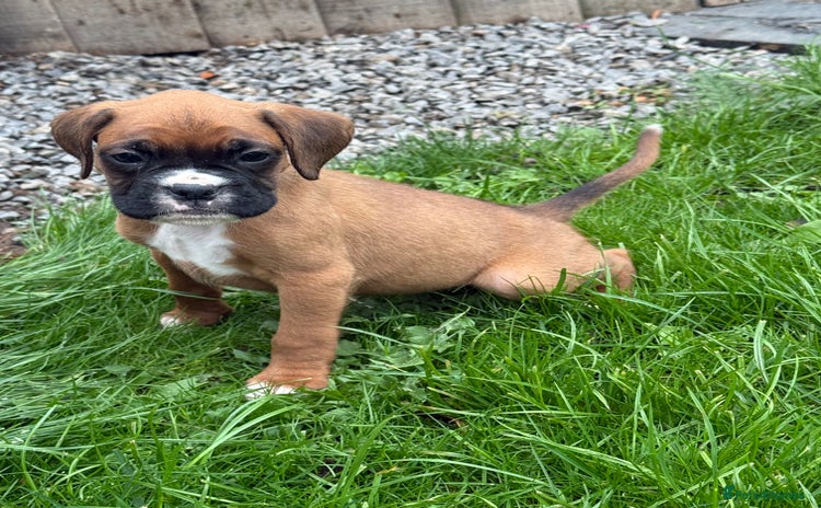 Boxer dogs - Advert 1