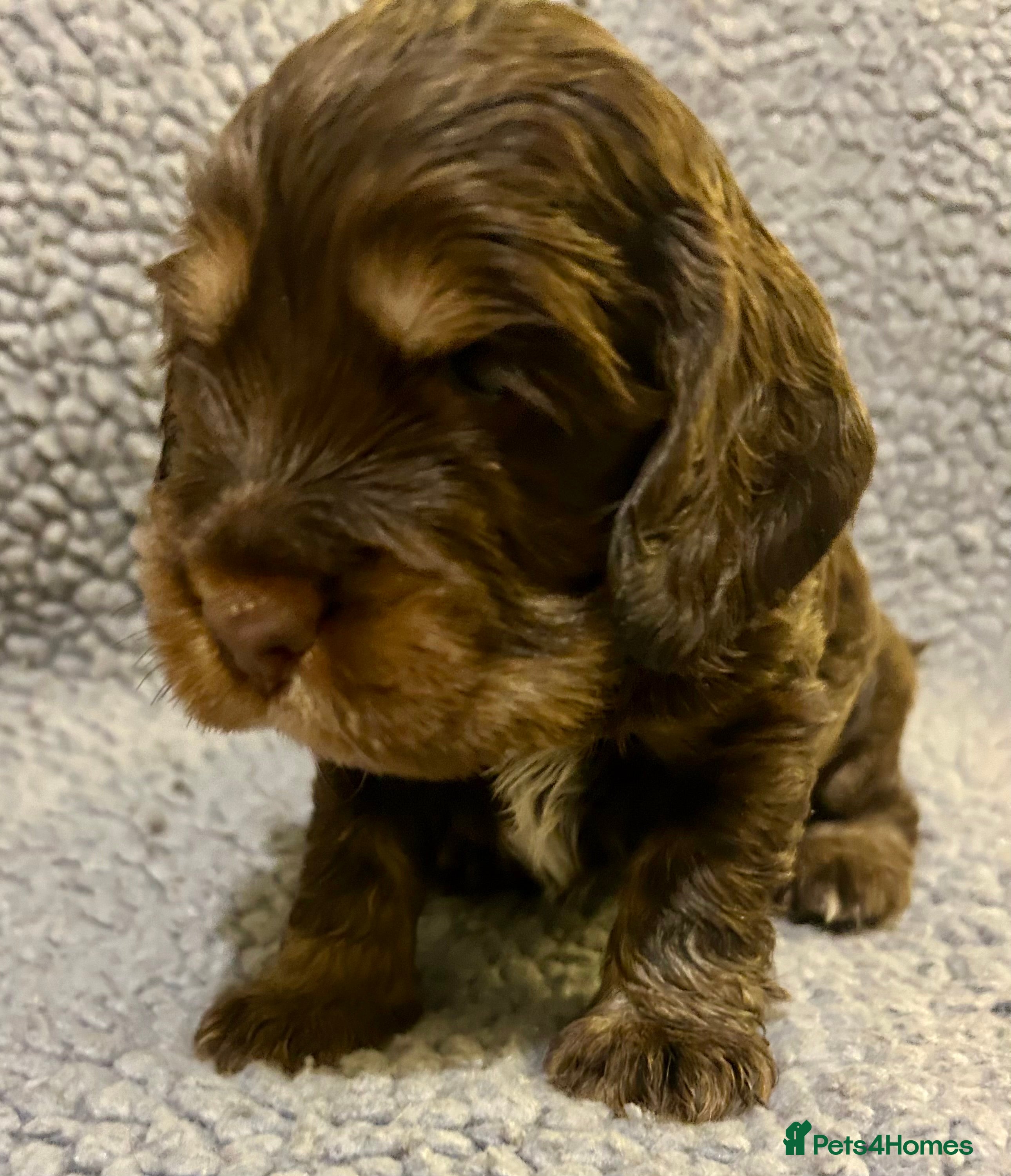 Cocker Spaniel dogs Beautiful KC English Show Cocker pups. - Advert 3