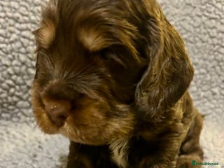 Cocker Spaniel dogs Beautiful KC English Show Cocker pups. - Advert 5