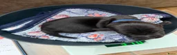 Miniature Dachshund dogs for sale: Rare Solid Blue & Solid Black KC Reg Mini Daxies - Advert 3