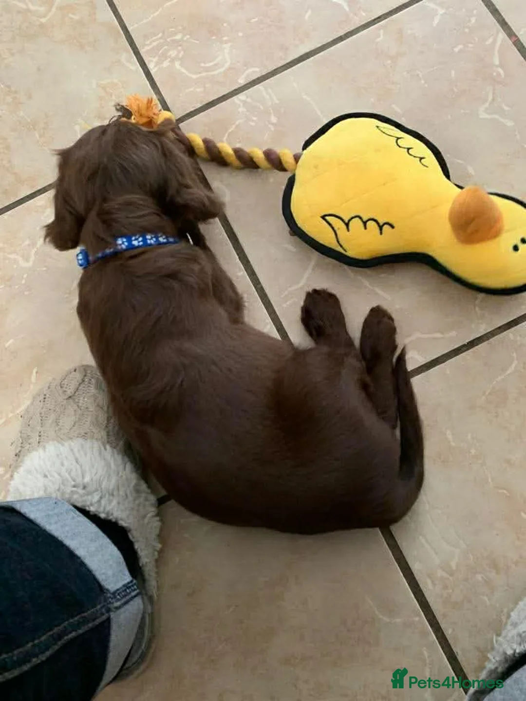 Cockapoo dogs for sale: (LAST BOY) Beautiful litter of 2 boys 2 girls - Advert 3