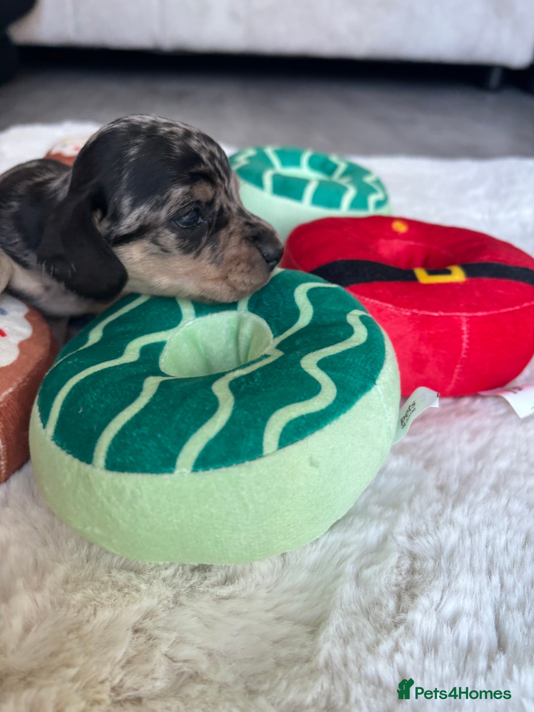 Miniature Dachshund dogs for sale: Miniature dachshund  - Advert 3