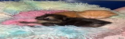 Mixed Breed cats for sale: Long haired ginger females kittens - Advert 11