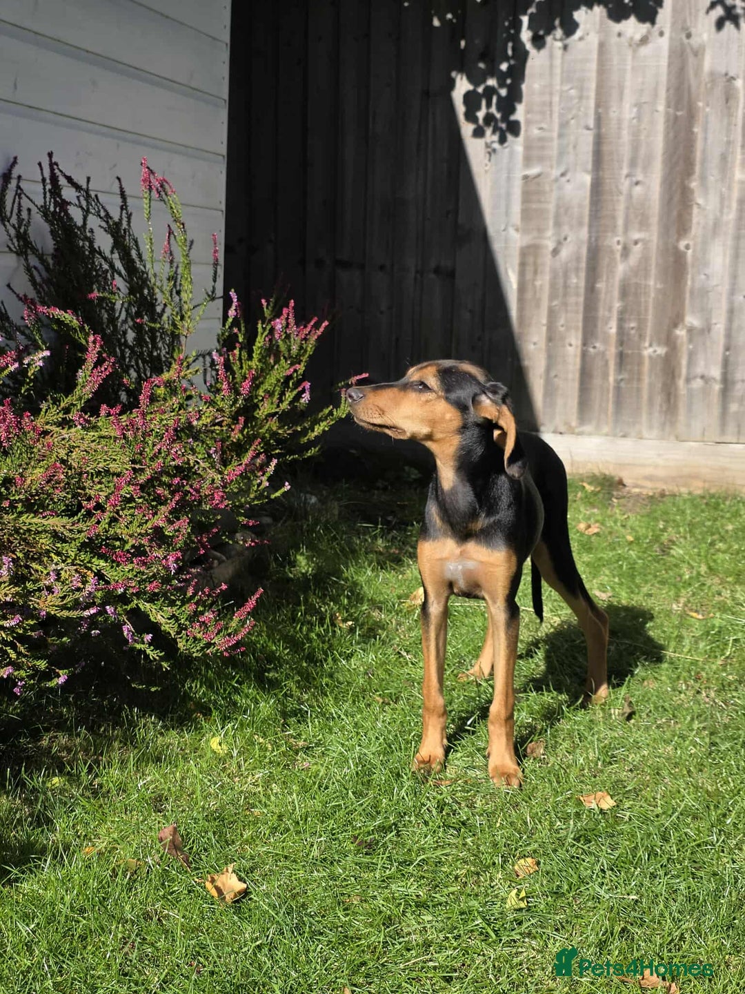 Mixed Breed dogs for adoption: Rosie Bud adorable puppy - Image 6
