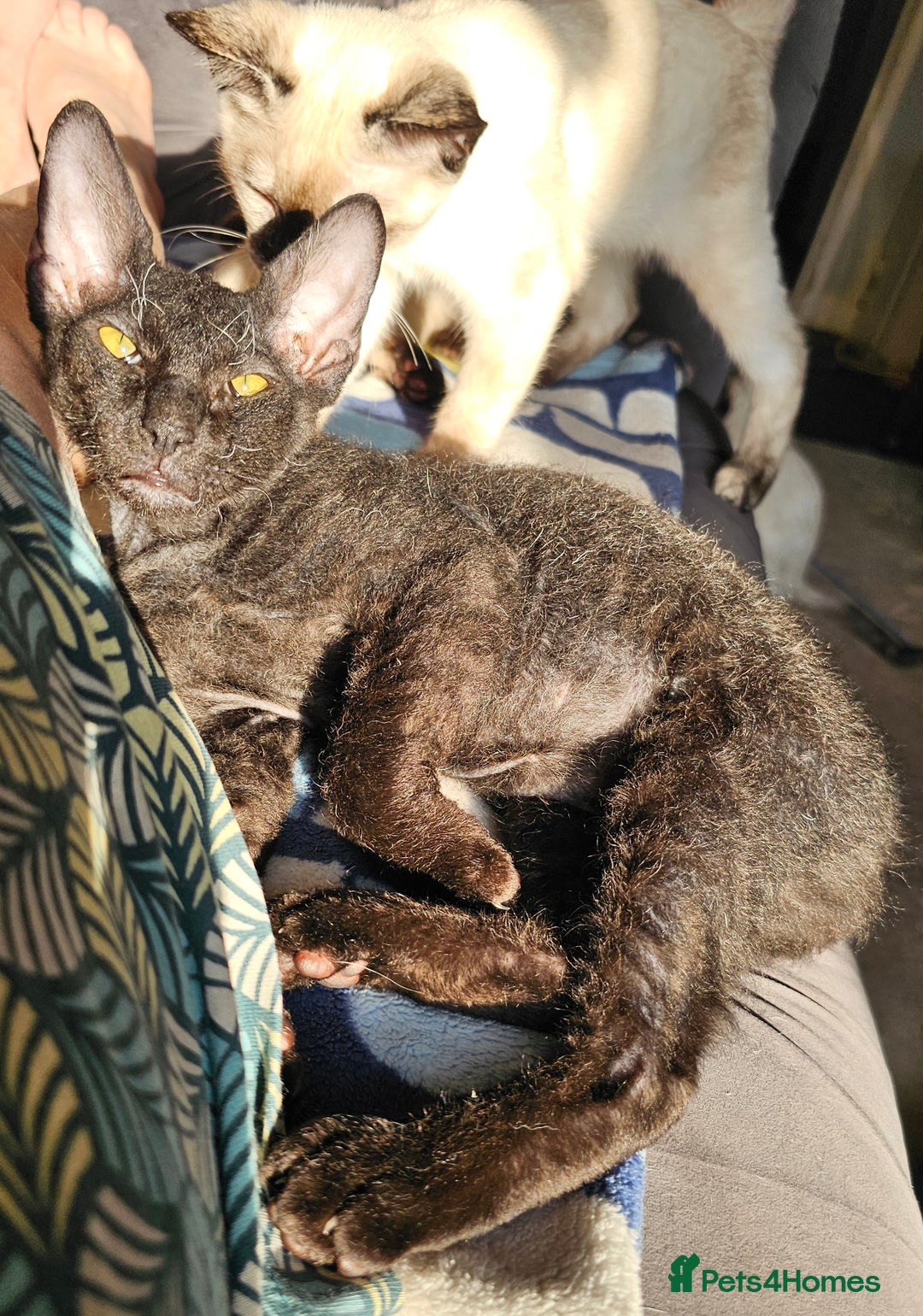 Sphynx cats for sale: Sphynx x Siamese kittens - Image 13