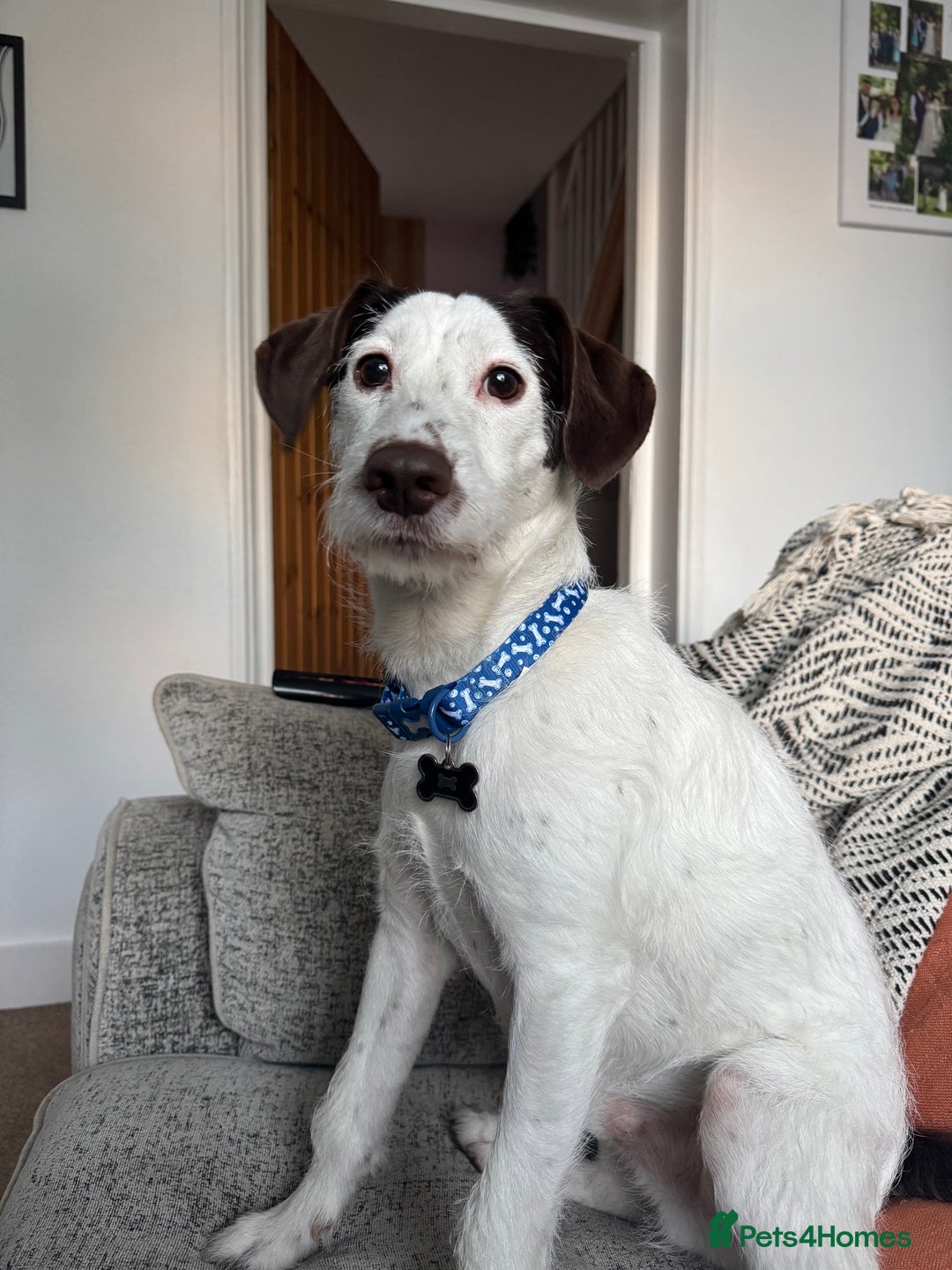 Mixed Breed dogs for sale: Beautiful boy needs a new home asap!  - Advert 5