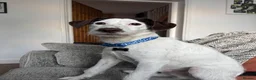 Mixed Breed dogs for sale: Beautiful boy needs a new home - Advert 5