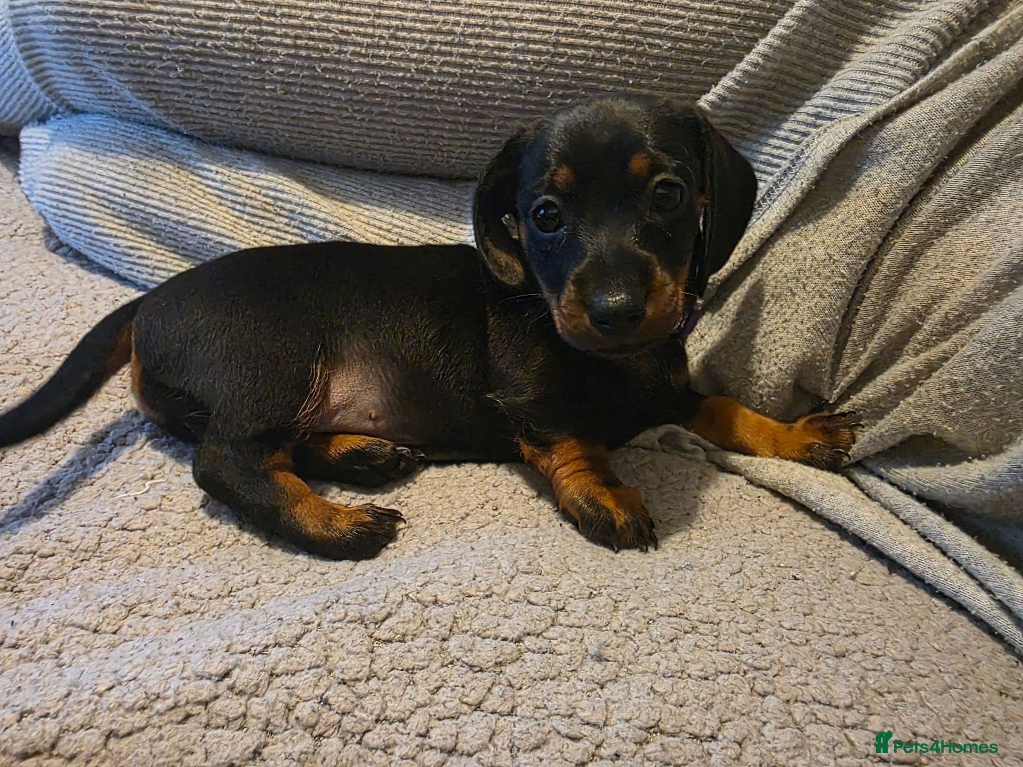 Dachshund dogs 2 left long haird beautiful Dachshund in Liverpool - Advert 1