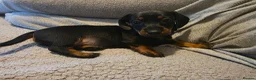 Dachshund dogs for sale: 1 female left beautiful Dachshund  - Advert 3